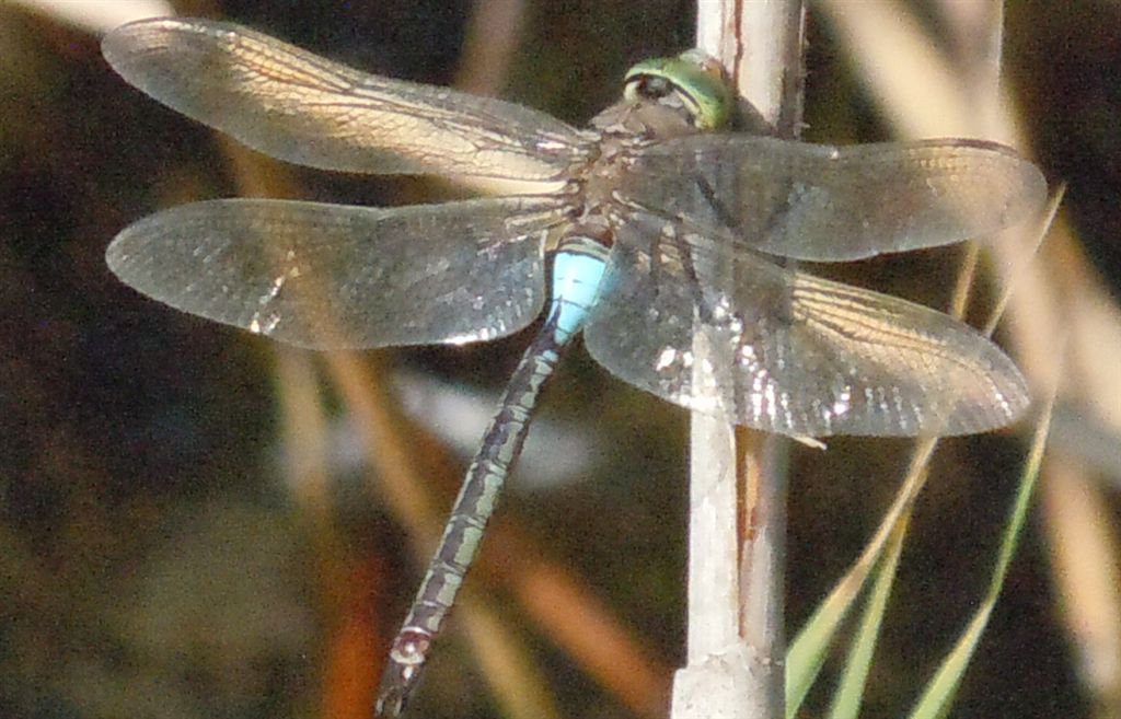 Anax parthenope